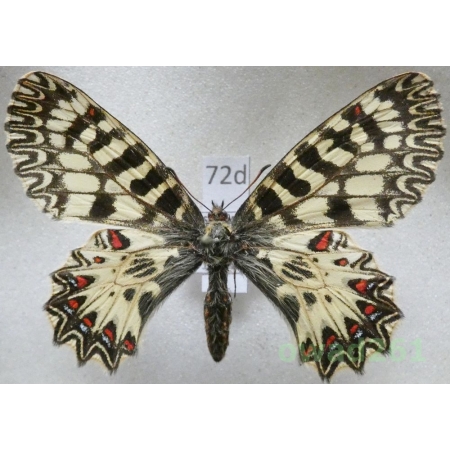 Zerynthia polyxena (Denis & Schiffermüller, 1775) female Slovakia72d